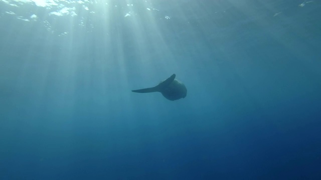 清晨的阳光下，海牛在湛蓝的海水中慢慢地游着。水下拍摄，低角度拍摄。红海，爱马仕湾，阿布达布，马萨阿拉姆，埃及视频素材