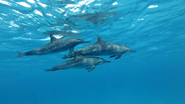 三只海豚一家在水面下游泳。飞旋海豚(Stenella longirostris)，水下拍摄。红海，萨塔亚礁(海豚屋)，马萨阿拉姆，埃及，非洲视频素材