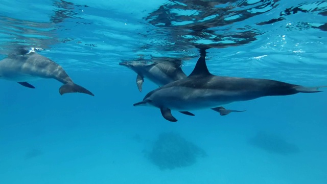 前肢海豚家族在水面下游泳。飞旋海豚，水下拍摄，特写。红海，萨塔亚礁(海豚屋)，马萨阿拉姆，埃及，非洲视频素材