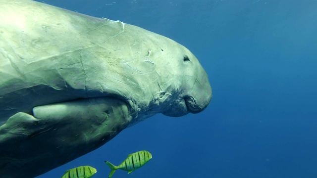 海牛(Dugong dugon)在两条鱼的陪伴下睡觉，并慢慢地在蓝色的水面下游泳。水下拍摄特写镜头。红海，爱马仕湾，阿布达布，马萨阿拉姆，埃及视频素材