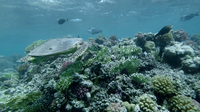 慢镜头，海龟慢慢地游过水面下的珊瑚礁。玳瑁海龟(Eretmochelys imbricata)水下射击。红海，阿布达布，马萨阿拉姆，埃及，非洲视频素材