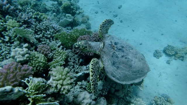 慢镜头，海龟在水面下缓慢地游向珊瑚礁顶部。玳瑁海龟(Eretmochelys imbricata)水下拍摄，俯视。红海，阿布达布，马萨阿拉姆，埃及，非洲视频素材