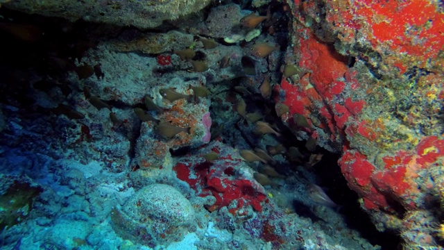 学校的Dusky Sweepers - Pempheris adusta游泳附近的珊瑚礁，印度洋，马尔代夫，亚洲视频素材