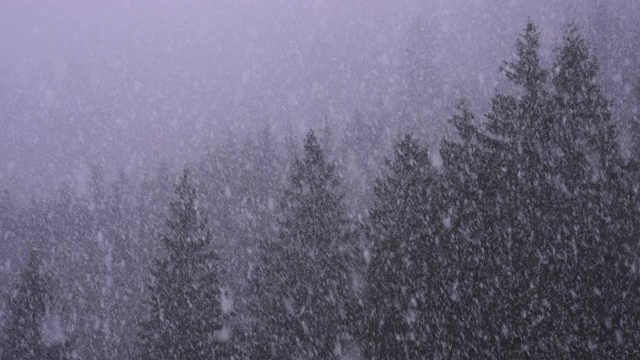 大雪与大雪花覆盖冷杉树森林的树木视频素材