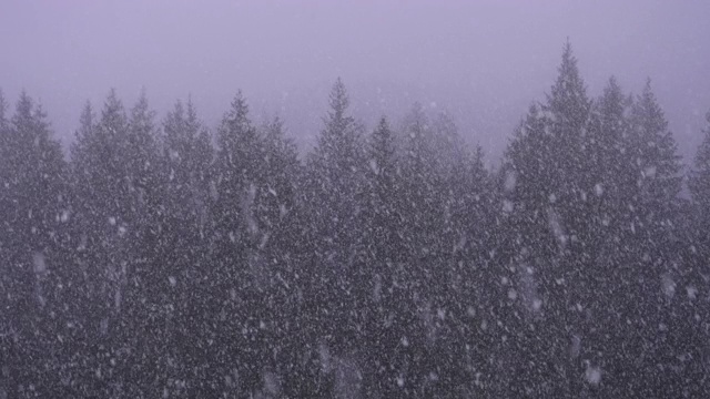 大雪与大雪花覆盖冷杉树森林的树木视频素材