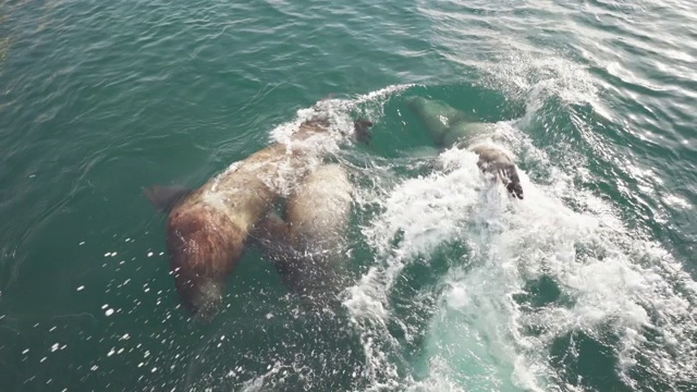 群北海狮或虎头海狮，野生海洋游泳哺乳动物视频素材