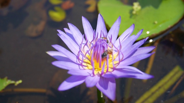 蜜蜂在荷花上视频素材