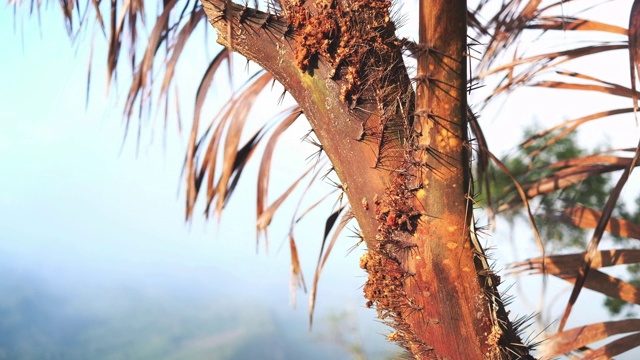 靠近干燥的树在山上和自然背景视频下载