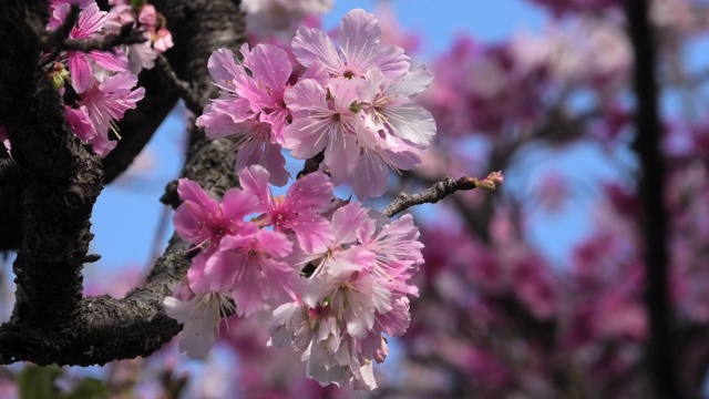 樱花盛开在冲绳公园视频素材