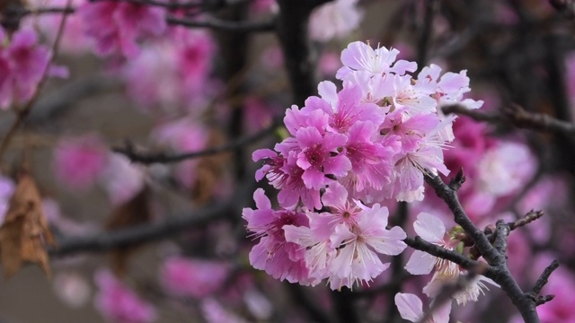 樱花盛开在冲绳公园视频素材