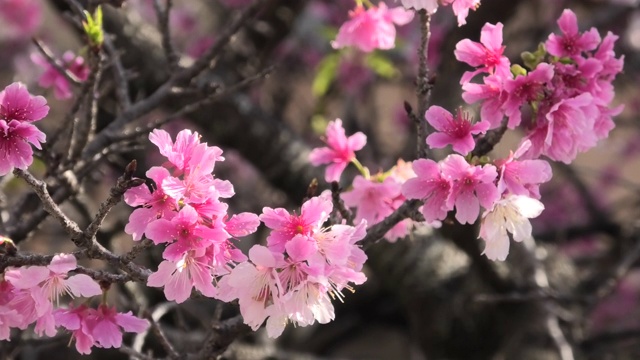 樱花盛开在冲绳公园视频素材