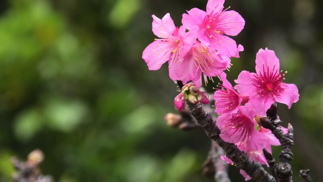 樱花盛开在冲绳公园视频素材