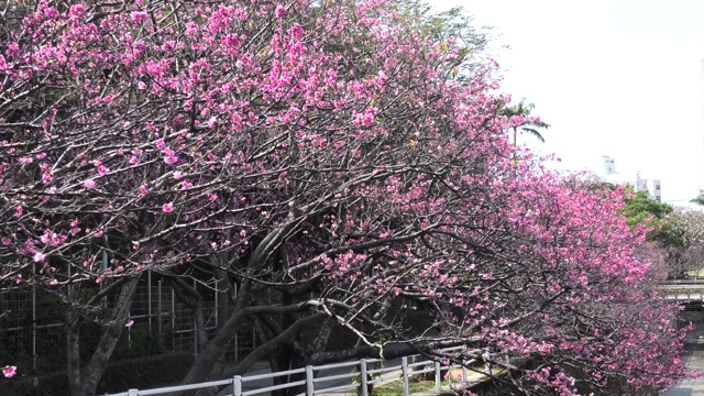 樱花盛开在冲绳公园视频素材