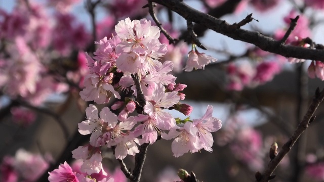 樱花盛开在冲绳公园视频素材