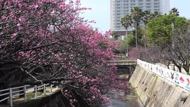 樱花盛开在冲绳公园视频素材