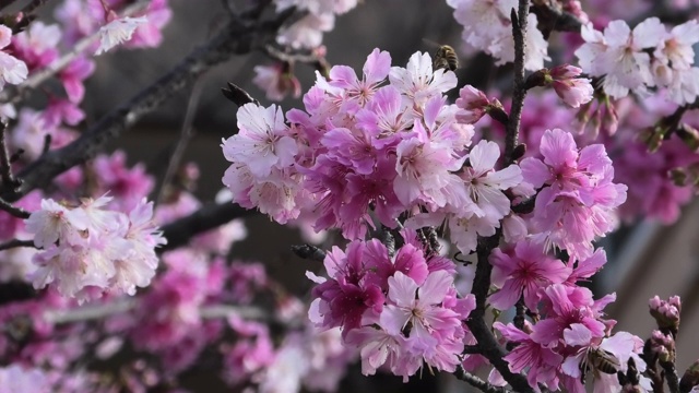 樱花盛开在冲绳公园视频素材