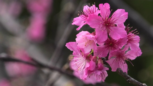 樱花盛开在冲绳公园视频素材