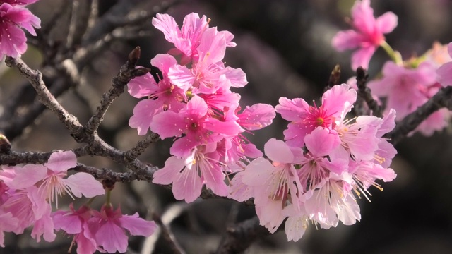 樱花盛开在冲绳公园视频素材