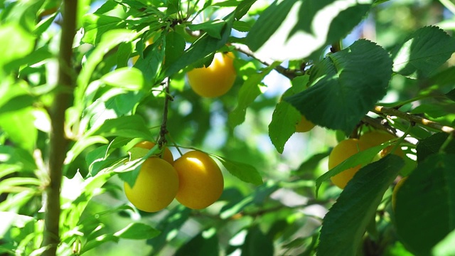 花园里树枝上的黄李子。种植生态水果，自然夏日花园视频素材