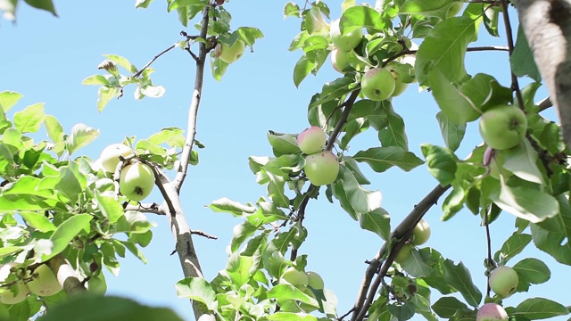 果园里的苹果树准备收获成熟的苹果。有机水果，青苹果视频素材