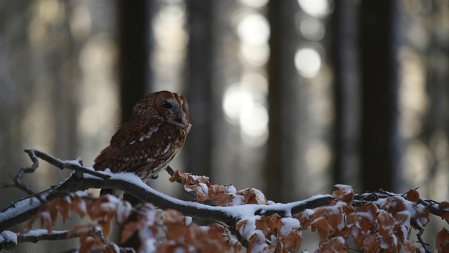 小黄褐色猫头鹰(Strix aluco)坐在被雪覆盖的树枝上视频素材