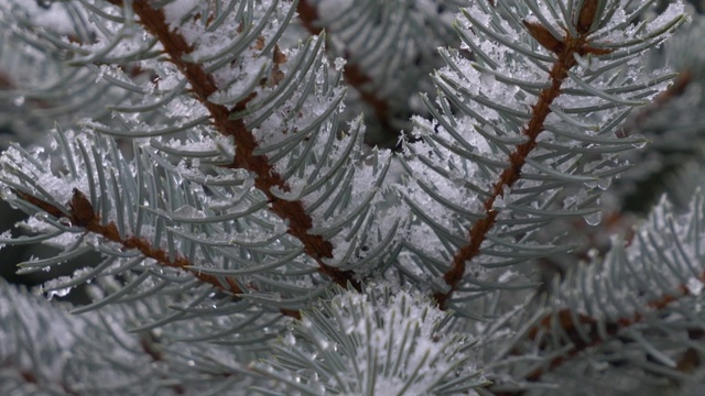 雪花飘落在云杉的树枝上视频素材