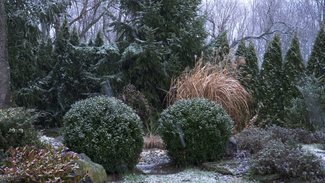 雪花落在花园里的灌木丛和树木上视频素材