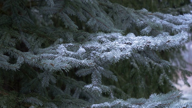 雪花飘落在云杉的树枝上视频素材