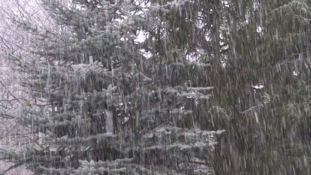 雪花飘落在云杉的树枝上视频素材