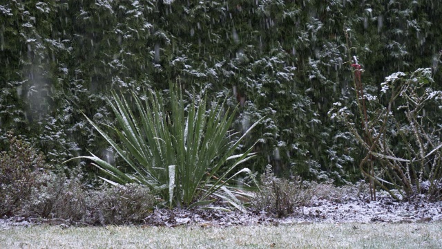 雪花落在花园里的灌木丛和树木上视频素材