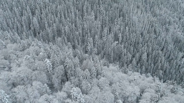 航拍冬天的树木在雾山。飞过雪树、薄雾和高山等美丽的冬季自然景观。视频素材