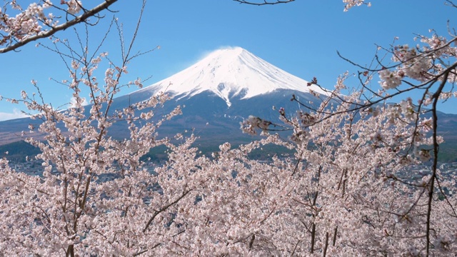 樱花装点富士山(向下倾斜)视频素材