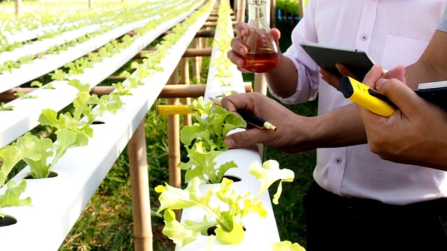 农民们在苗圃温室的水培菜地中喷洒微生物肥料。视频素材