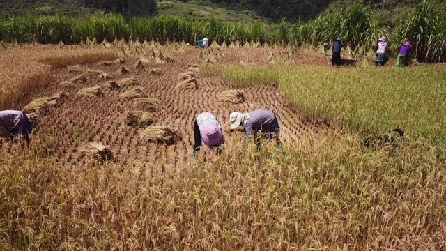 当地农民在Bac Ha收割水稻视频素材