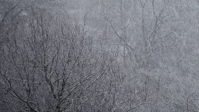 冬天有暴风雪。视频素材