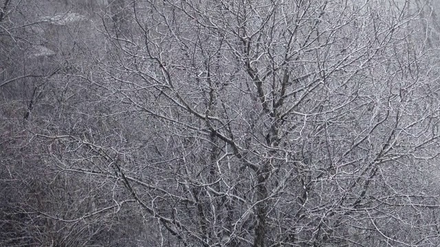 冬天有暴风雪。视频素材