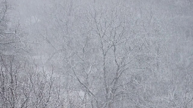 冬天有暴风雪。视频素材