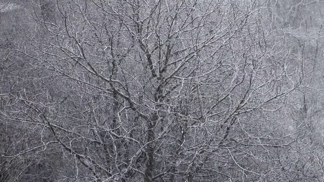 冬天有暴风雪。视频素材