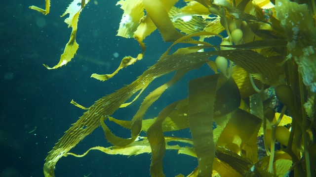 光线透过巨大的海藻森林。Macrocystis pyrifera。潜水，水族馆和海洋概念。水下近距离摇摆的海藻叶子。阳光穿透充满活力的奇异海洋植物视频素材