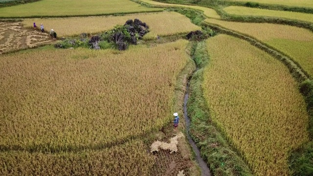 当地农民在Bac Ha收割水稻视频素材