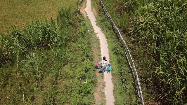 当地农民在Bac Ha收割水稻视频素材