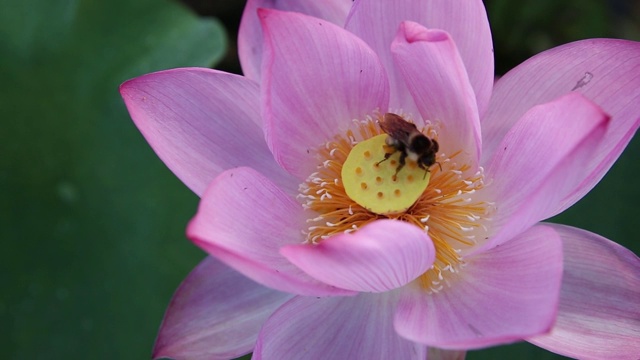 蜜蜂和粉色荷花在池塘里，室外，泰国农武里视频素材