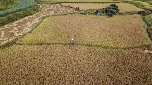 当地农民在Bac Ha收割水稻视频素材