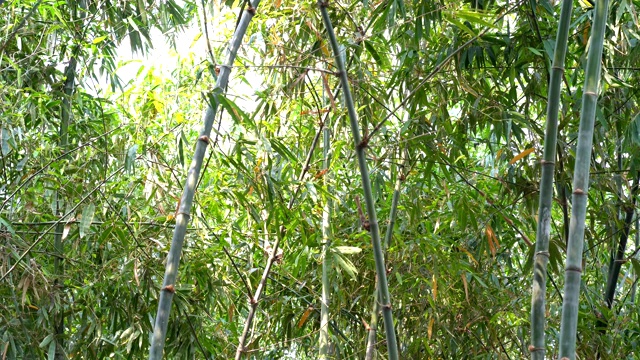 热带雨林的景观竹林植物视频素材