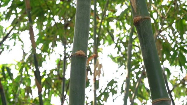 热带雨林的景观竹林植物视频素材