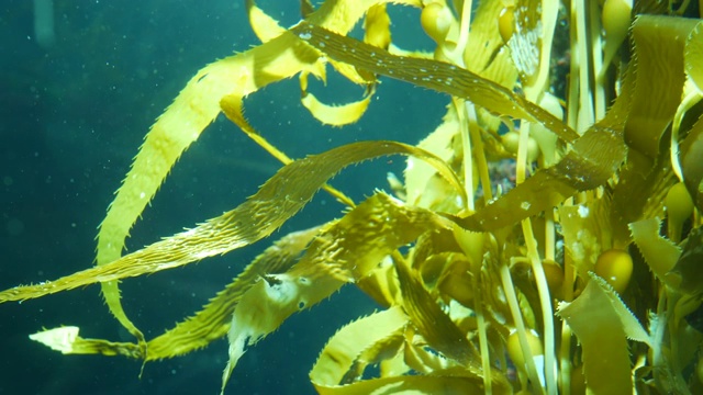 光线透过巨大的海藻森林。Macrocystis pyrifera。潜水，水族馆和海洋概念。水下近距离摇摆的海藻叶子。阳光穿透充满活力的奇异海洋植物视频素材