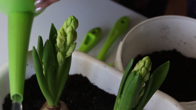 一位妇女拿着喷壶，给移植的风信子浇水。风信子移植。从上面近距离拍摄视频素材