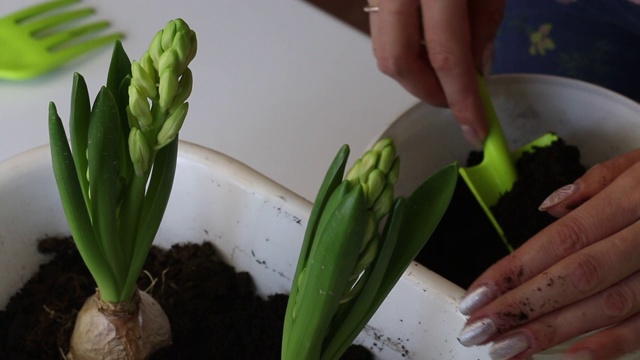 照料移植风信子的妇女。用土壤覆盖球茎。用手把泥土封起来。风信子移植。特写镜头。视频素材