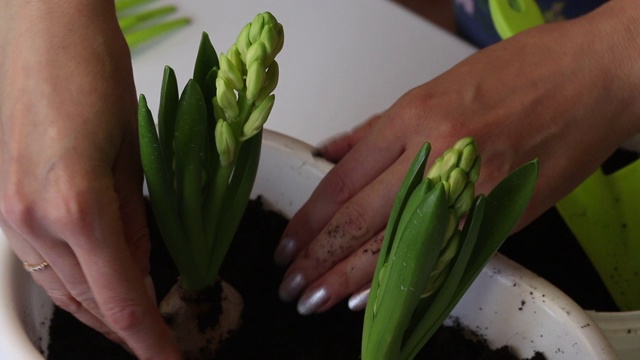 照料移植风信子的妇女。纠正植物和覆盖根系的土壤。用手把泥土封起来。风信子移植。特写镜头。视频素材