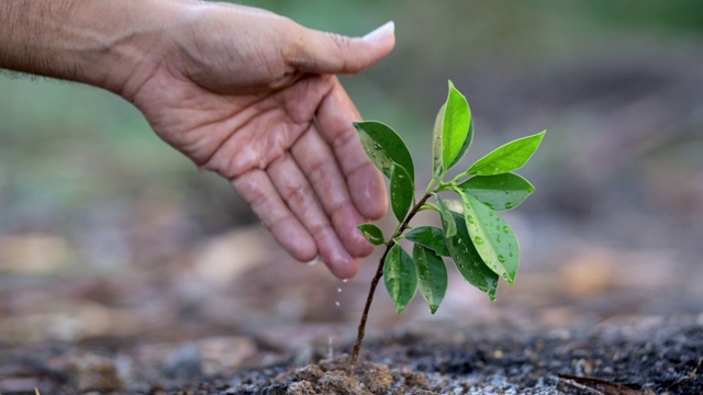 慢动作农业手在自然背景的土壤上给绿色植物浇水视频素材